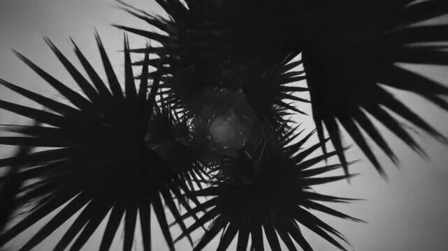Abstract slow motion view through palm leaves with a spiraling appearance in black and white