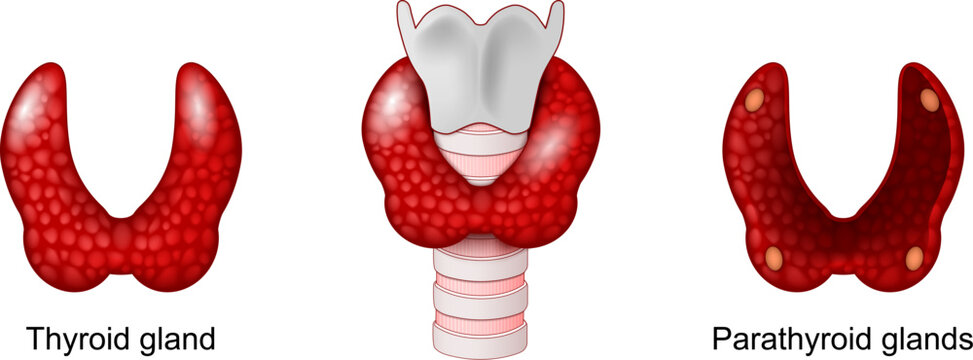 Thyroid and Parathyroid glands. Anatomy of human endocrine gland. Human endocrine system. The trachea, larynx, and lower pharynx.
