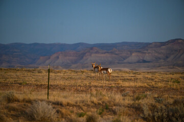 antelope © Wendy