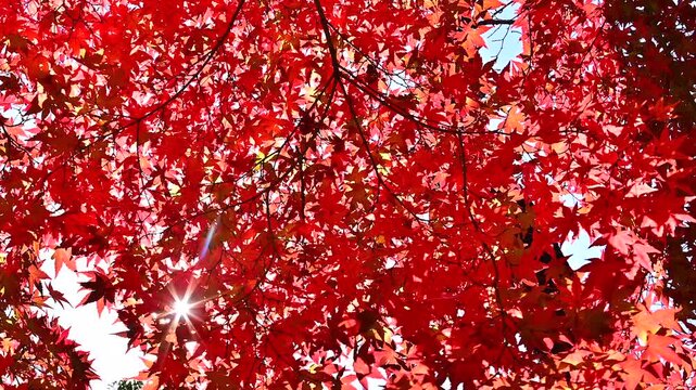 真っ赤な紅葉の木