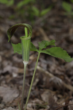 Jack-in-the-pulpit (Arisaema triphyllum) flower with a green spadix and purple and green spathe. The single stalk bearing three leaflets indicates it is a male; females have two stalks. 