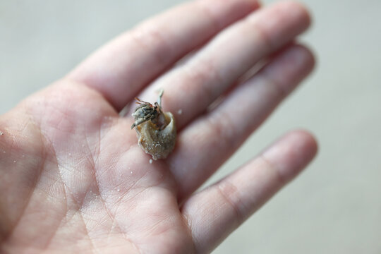 close-up shallow depth-of-field hermit crab resting palm human hand central frame finger splayed curled natural cradle warm light peach skin tone visibly textured fine line crease adult scattered 
