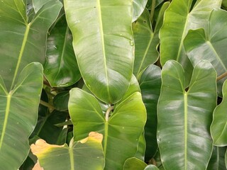 Tropical Green Foliage Background with Lush Leaf Texture © nuzul