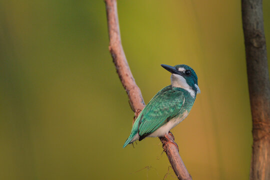 Colorful lilac breasted roller and kingfisher perched on a tree branch in nature