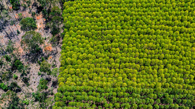 Reforestation of bamboo trees, used in the undergraduate program in Agronomy at the University of Bras&iacute;lia. &Aacute;guas Limpas (Clean Waters) Farm, Federal District, Brazil, 2025