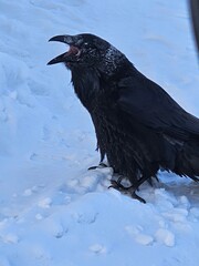 Fototapeta premium crow on the snow