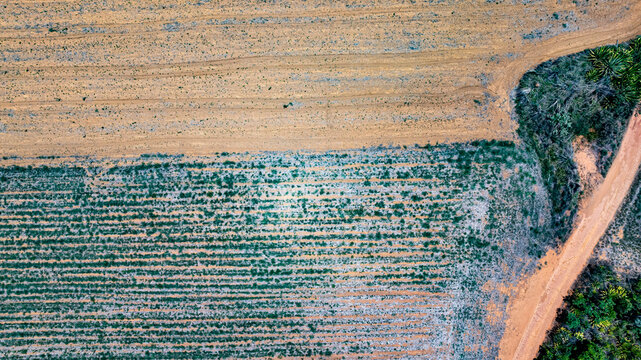 &Aacute;guas Limpas (Clean Waters) Farm, a model farm for sustainable agricultural practices and mechanized farming, used in the Agronomy program at the University of Bras&iacute;lia. DF, Brazil, 2025