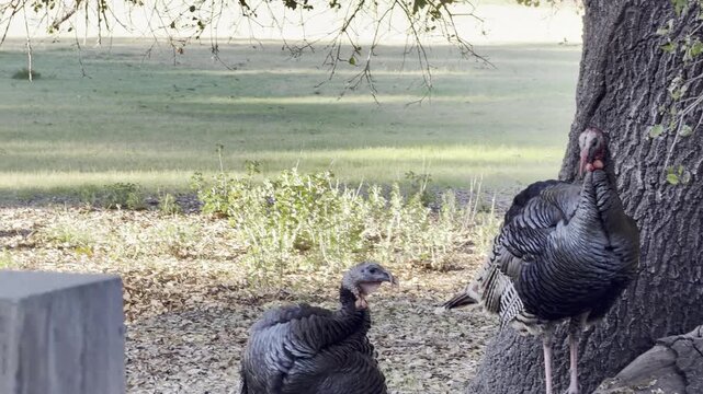 Hen turkeys ignore displaying toms