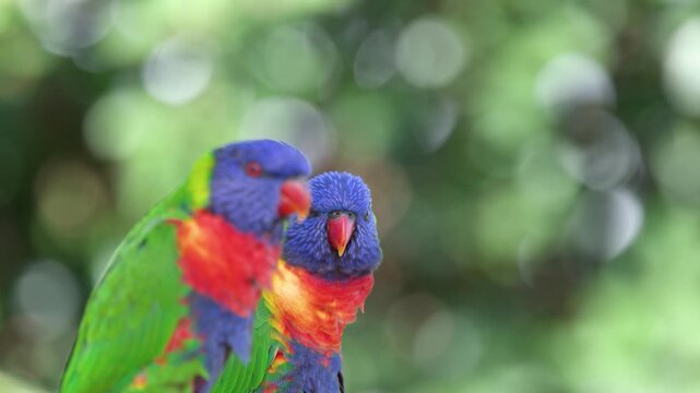 Colorful Rainbow Lorikeet Parrots Perched Together in a Tropical Australian Garden