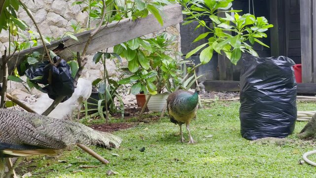indian peafowl foraging from the grass in the afternoon, young blue peacock, peahen and adult white peacock living together in nature, warding birds routine footages
