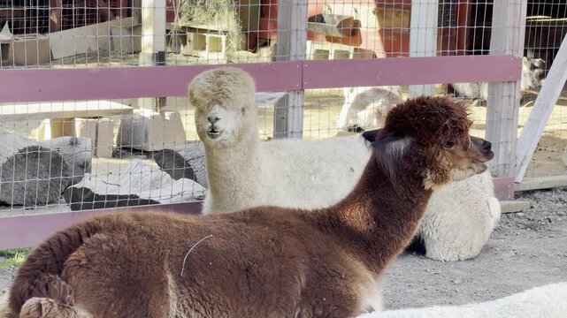Alpacas chewing their cud
