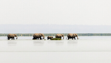Herd of African Elephants crossing swamp marsh lake in Amboseli National Park in Kenya Africa KEN © htrnr
