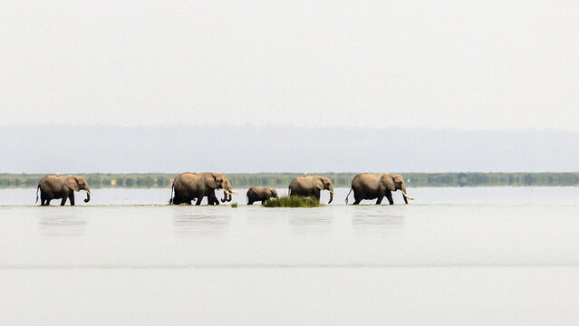 Herd of African Elephants crossing swamp marsh lake in Amboseli National Park in Kenya Africa KEN
