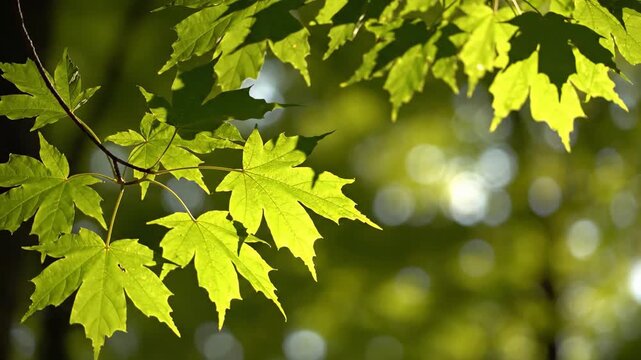Close-up of Vibrant Green Maple Leaves Rustling in Gentle Wind with Sunlight Filtering Through Trees