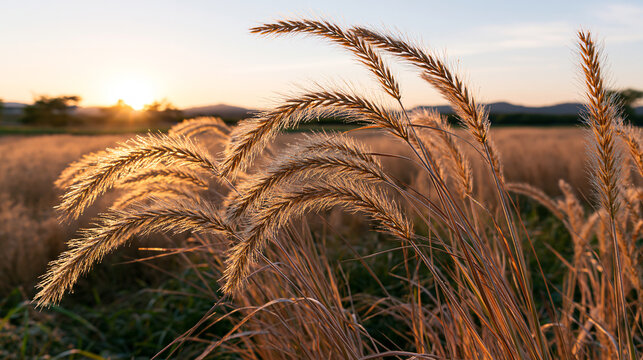 Golden Foxtail Grass Swaying in Warm Sunset Field