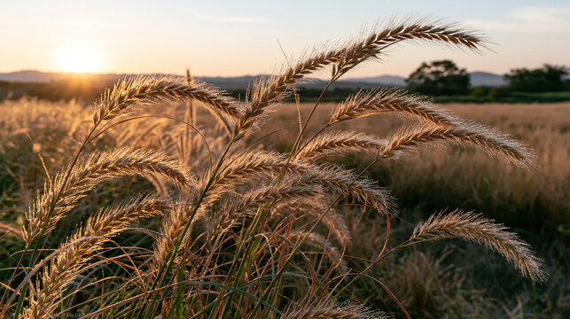 Sunlit Foxtail Grass in Field Creating Warm Natural Background