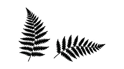 Black silhouettes of two fern leaves on a white background © matahari