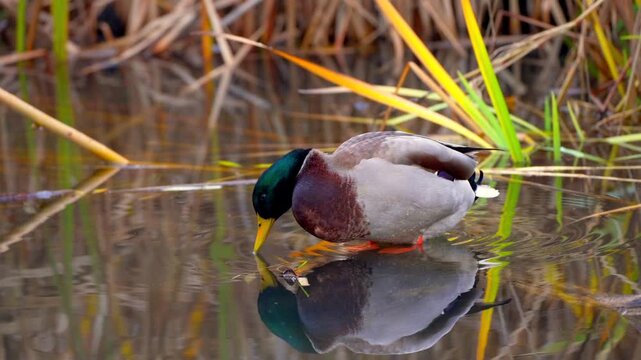 Mallard duck in wetland area, standing at the water's edge, taking a gulp of water. 