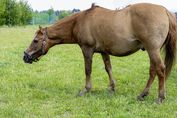 Obraz premium Brown horse grazing peacefully in a lush green meadow on a cloudy day
