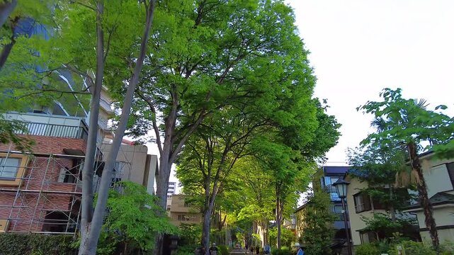 神社の鳥居と参道