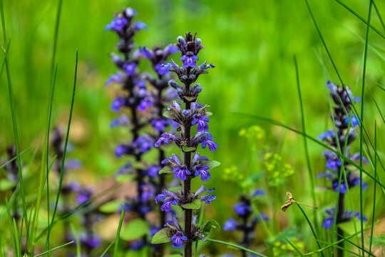 Delicate blue-purple flowers bloom in lush green grass during springtime