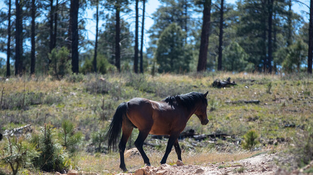 Wild horse bay stallion walking below tall ponderosa pine trees in the high-elevation forest of the White Mountains near Heber, Arizona
