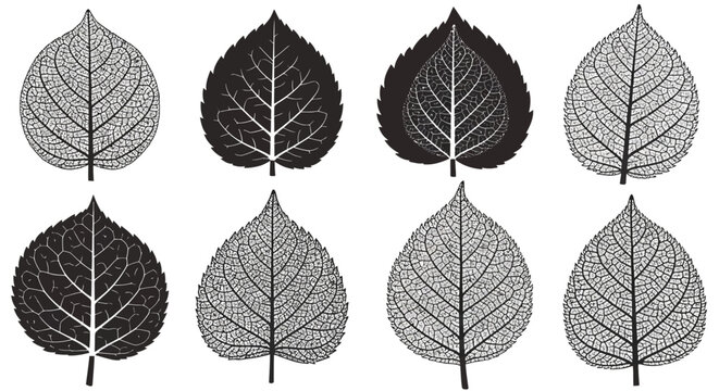 Collection of decorative skeletonized leaf silhouettes and detailed veins.