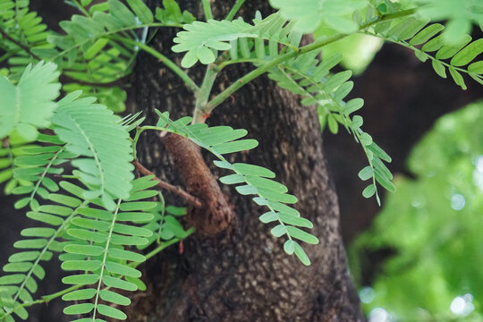 Close-up of fresh green tamarind leaves on a textured tree trunk in natural morning light