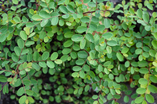Top view of lush green bush with small oval leaves forming a natural pattern background