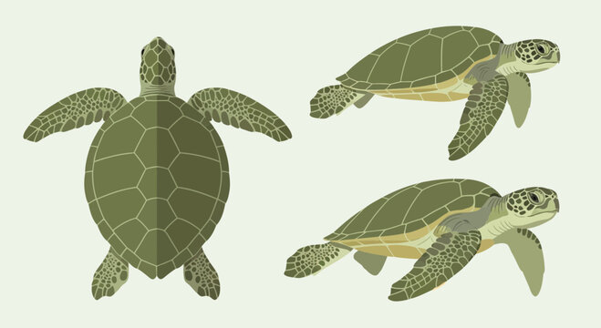 Sea Turtle Vector Illustration Set in Multiple Angles