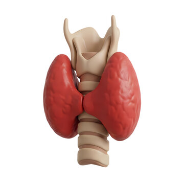 Anatomical Illustration of the Human Thyroid Gland