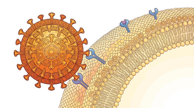 Scientific Illustration of Coronavirus Attaching to Human Cell Receptors