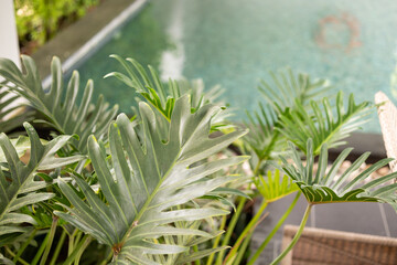 Green tropical foliage background with serrated leaves of exotic plant © Kwangmoozaa