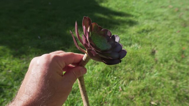 Hand Holding Broken Aeonium Succulent Cuttings