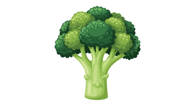 A fresh stalk of broccoli with its green florets and thick stem