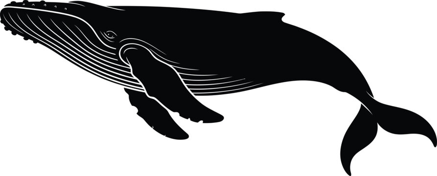 Black Whale Swimming on White Background Silhouette