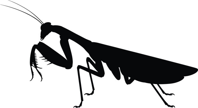 Black silhouette of a praying mantis on white background insect animal