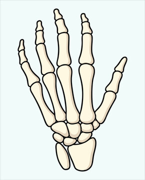 Human Hand Skeleton Anatomy Illustration, Medical Bone Structure Drawing, Orthopedic Healthcare Concept, Minimal Line Art Isolated on Background	

