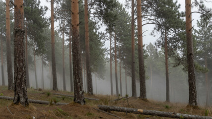 Obraz premium Pine Forest Fog - High Contrast Hdr
