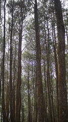 Fototapeta premium Dense grove of tall pine trees standing closely together, with long vertical trunks stretching up towards a misty forest canopy.