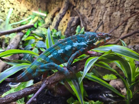 Chameleon 1