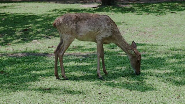 4K Wild deer grazing in a natural park environment.	
