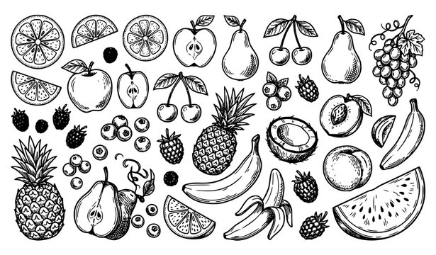 Vintage Fruits and Berries Sketch Doodle Vector Set Black White Food Illustration