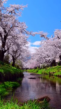 桜と富士山のお宮橋
