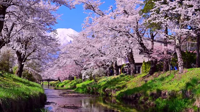 桜と富士山のお宮橋