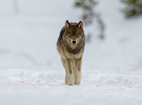 Lone Wolf