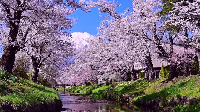 桜と富士山のお宮橋