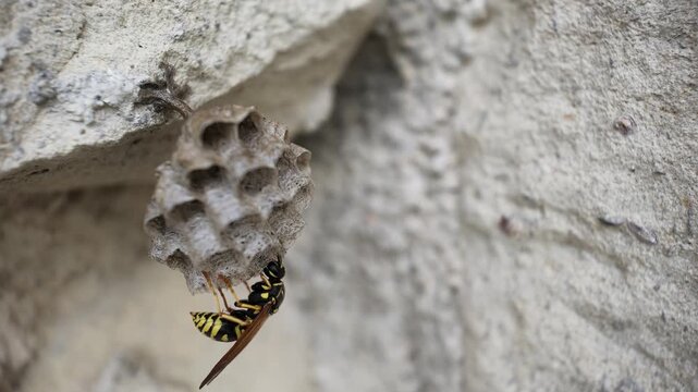 Macro 240fps super slow motion of a wasp with its head inside a nest cell, inspecting larvae or eggs. Detailed wildlife biology footage of insect behavior and natural architecture