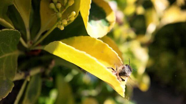 Macro 240fps super slow motion of a honey bee losing balance, falling upside down, recovering and flying away from a yellow leaf. Cinematic concept of resilience and raw nature