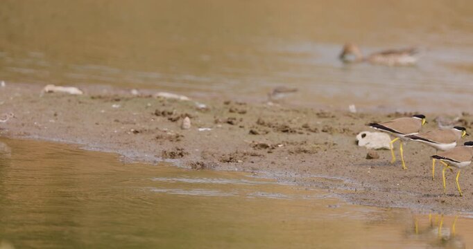 Yellow-wattled Lapwing trio on a mudflat; slow motion of synchronized walking avian gait